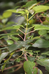 Aristotelia chilensis