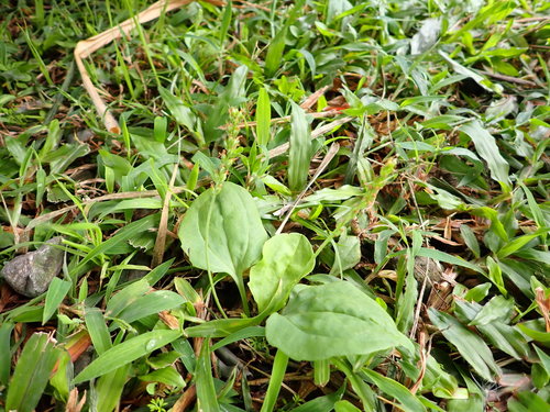 Chinese plantain (Plantago asiatica)
