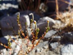 Epilobium microphyllum
