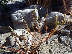Epilobium microphyllum