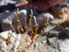 Epilobium microphyllum