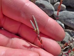 Epilobium microphyllum