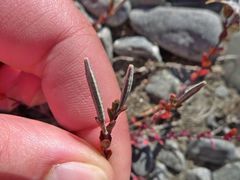 Epilobium microphyllum