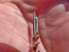 Epilobium microphyllum