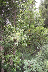 Aristotelia chilensis