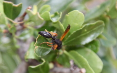 Protodiscoelius merula