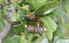 Protodiscoelius merula