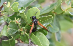 Protodiscoelius merula