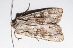 Ichneutica mutans
