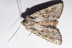 Ichneutica mutans