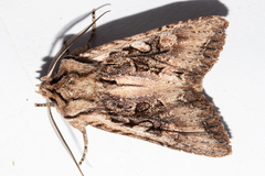 Ichneutica mutans