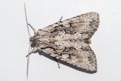 Ichneutica mutans