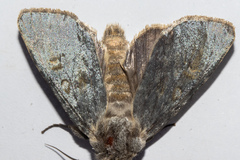 Ichneutica nobilia