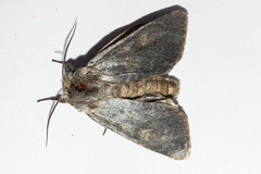 Ichneutica nobilia