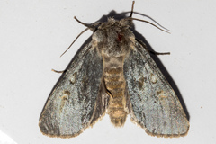 Ichneutica nobilia