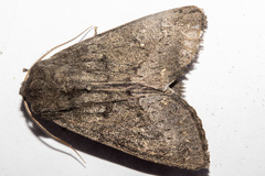 Ichneutica nullifera