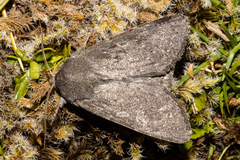 Ichneutica nullifera