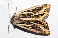 Ichneutica oliveri
