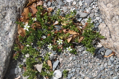 Arenaria serpens