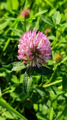 Trifolium pratense