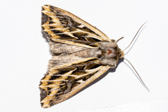 Ichneutica oliveri