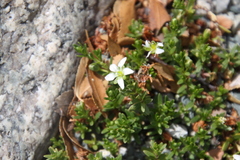 Arenaria serpens