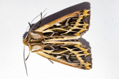 Ichneutica oliveri