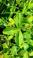 Trifolium pratense