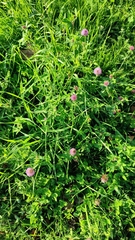 Trifolium pratense