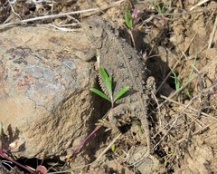 Phrynosoma douglasii
