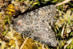Ichneutica virescens