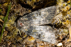 Ichneutica virescens
