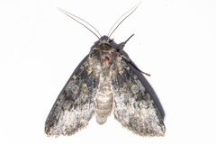 Ichneutica virescens