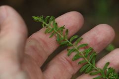 Ozothamnus rufescens
