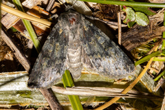 Ichneutica virescens