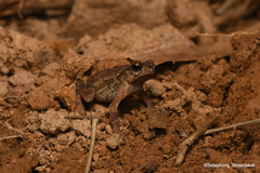 Ingerophrynus parvus