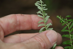 Ozothamnus rufescens