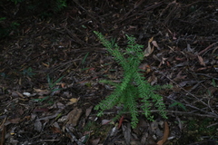 Ozothamnus rufescens