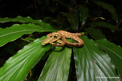 Boiga bengkuluensis