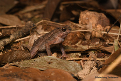 Ingerophrynus parvus