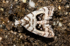 Asterivora inspoliata