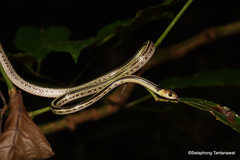 Lycodon subannulatus