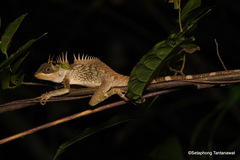 Acanthosaura phuketensis