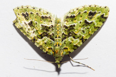 Pasiphila melochlora