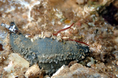 Neoamphicyclus mutans