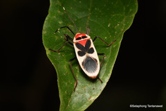 Physopelta albofasciata