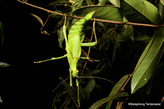 Heteropteryx dilatata