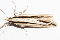 Scoparia claranota