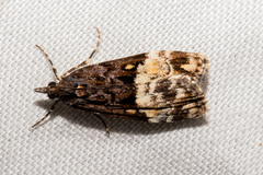 Scoparia minusculalis