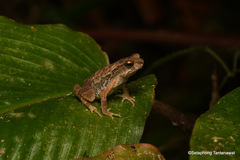 Ingerophrynus parvus